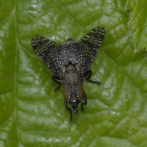 Réf. 310 916 : Platystoma sp.